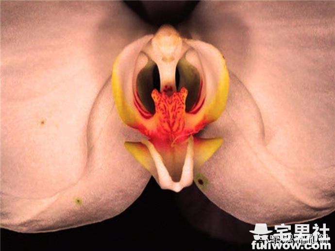 深扒:日本写真文化及那些致力于情色写真的大摄影家们 - 第12张 深扒:日本写真文化及那些致力于情色写真的大摄影家们 - 第12张