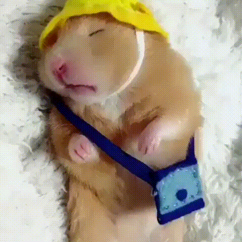 福利汇总1006期:【温馨提示】你的假期已余额不足,充值需等100天