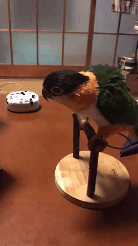 福利汇总1006期:【温馨提示】你的假期已余额不足,充值需等100天