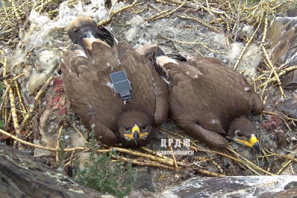 这世上啥(失败的)研究都有