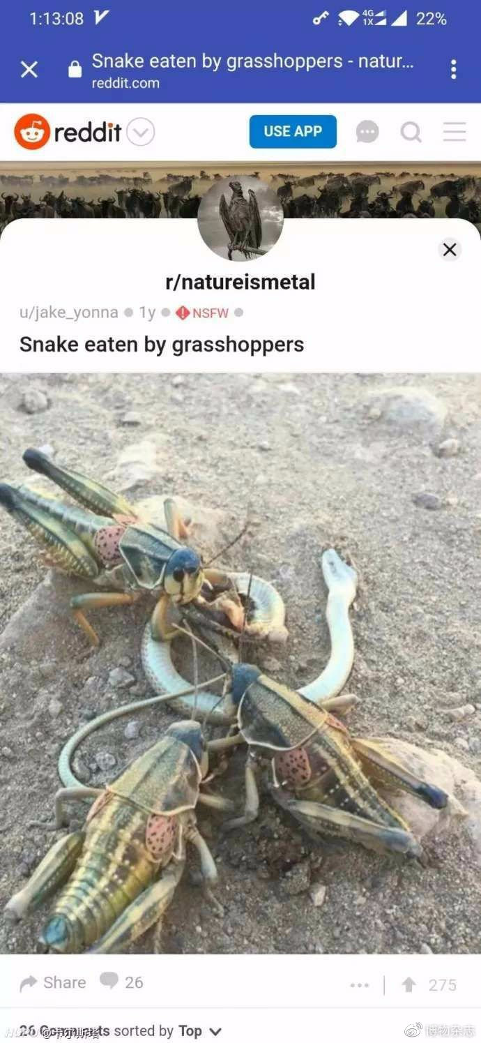 沙漠蝗灾真的结束了吗?非洲蝗灾的蝗虫长啥样?