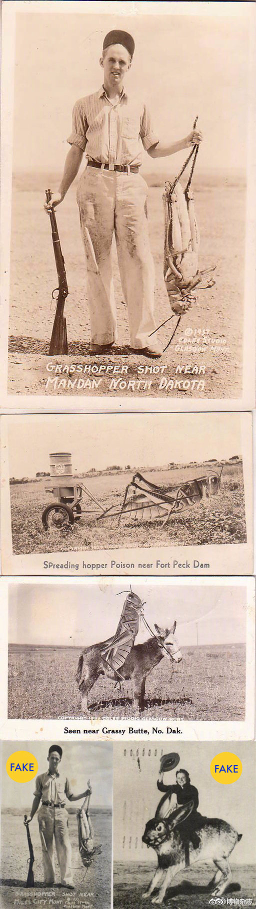 沙漠蝗灾真的结束了吗?非洲蝗灾的蝗虫长啥样?