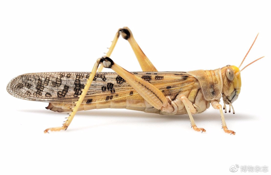 沙漠蝗灾真的结束了吗?非洲蝗灾的蝗虫长啥样?