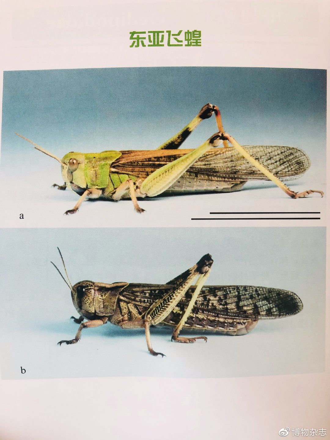 沙漠蝗灾真的结束了吗?非洲蝗灾的蝗虫长啥样?