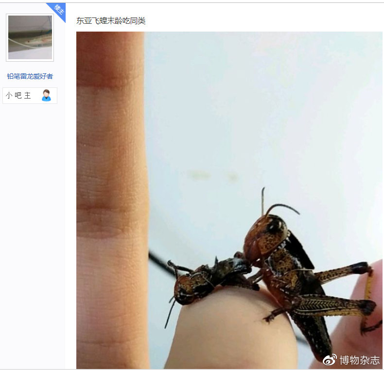 沙漠蝗灾真的结束了吗?非洲蝗灾的蝗虫长啥样?