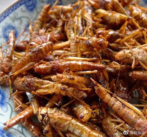 沙漠蝗灾真的结束了吗?非洲蝗灾的蝗虫长啥样?