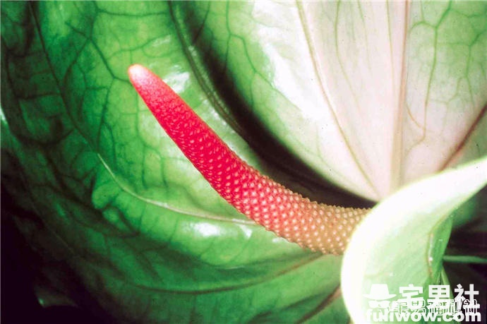 深扒：日本写真文化及那些致力于情色写真的大摄影家们 - 第13张