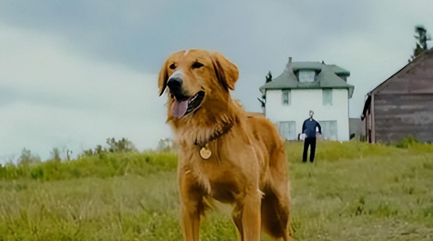 6部关于狗的电影推荐：感动与忠诚的银幕之旅-星玉馆